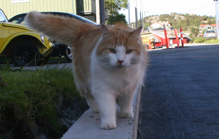 bar_katt bar_katt